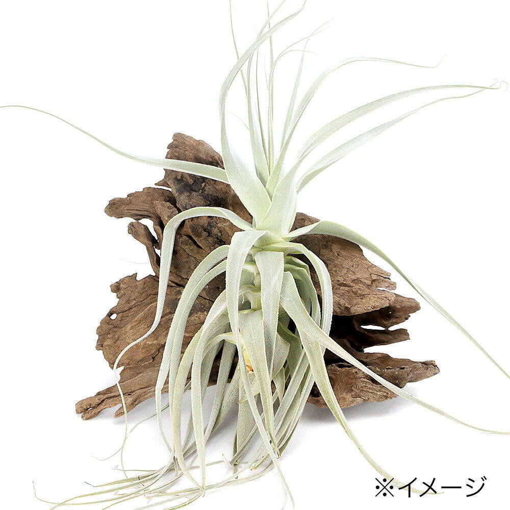 乐天商城 - （観葉植物）エアープランツ　チランジア　ストラミネア　ストレートフォーム（1株）