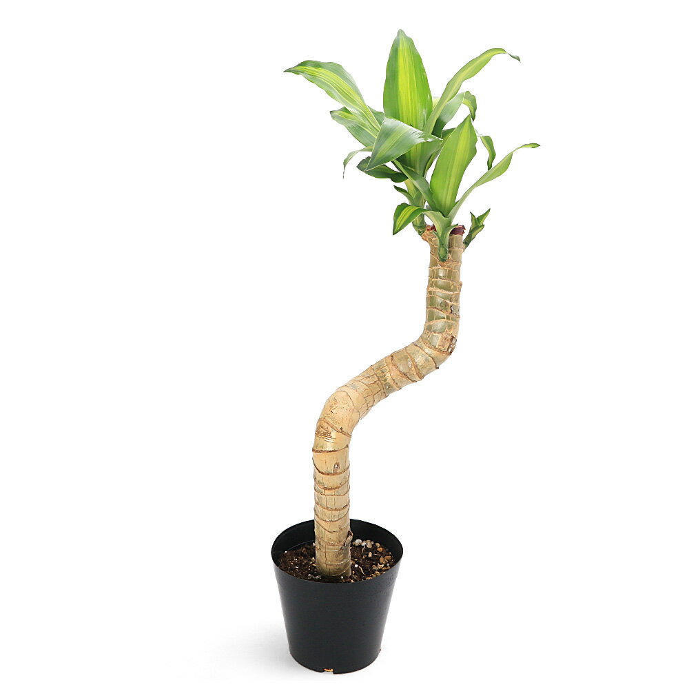 乐天商城 - （観葉植物）大型　インテリア　ドラセナ　マッサンゲアナ　曲がり　5号（1鉢）