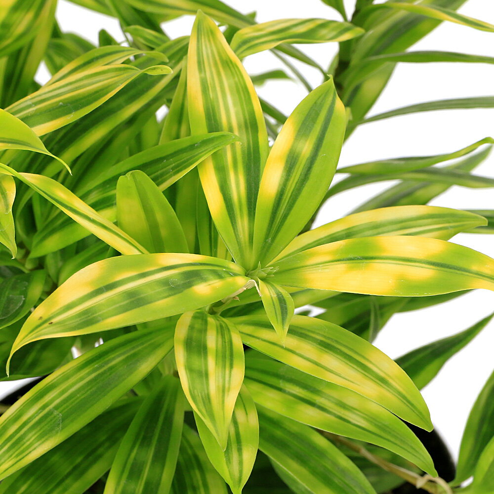 （観葉植物）ドラセナ　スルクロサ　ファニータ　4号（1鉢）