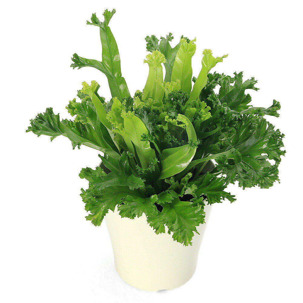 （観葉植物）シダ　アスプレニウム　レズリー　5号（1鉢）