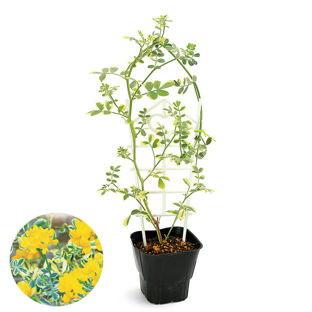 （観葉植物）コロニラ　バレンティナ　バリエガータ　3号（1鉢）