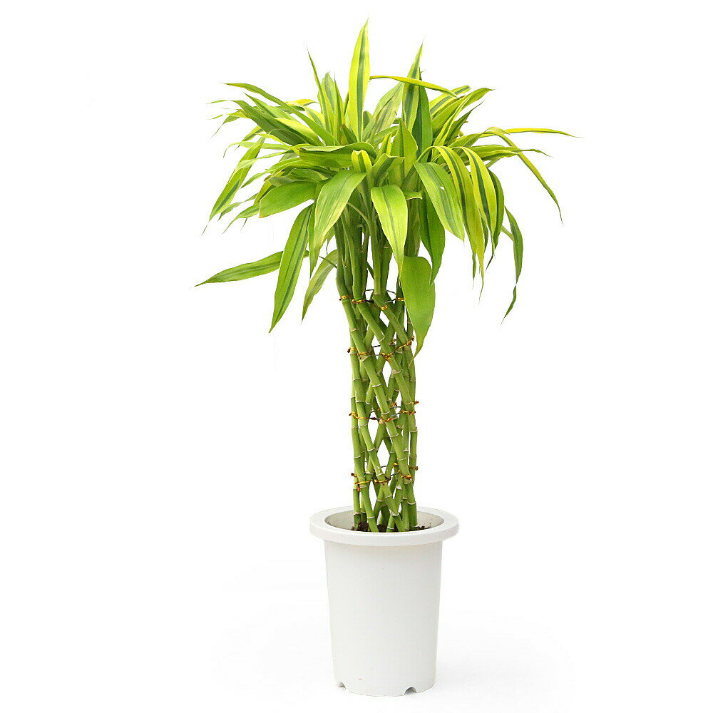（観葉植物）ドラセナ（サンデリアーナ）ゴールド　7号（1鉢）