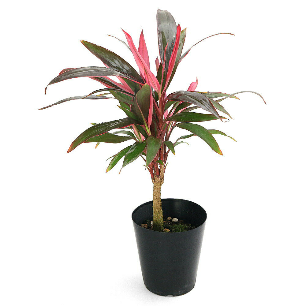 Other Succulents - （観葉植物）コルジリネ　アトム　4号（1鉢）