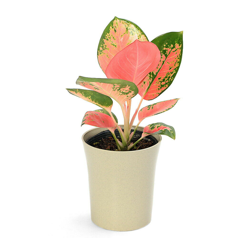 （観葉植物）アグラオネマ チャイナレッド 4号（1鉢）