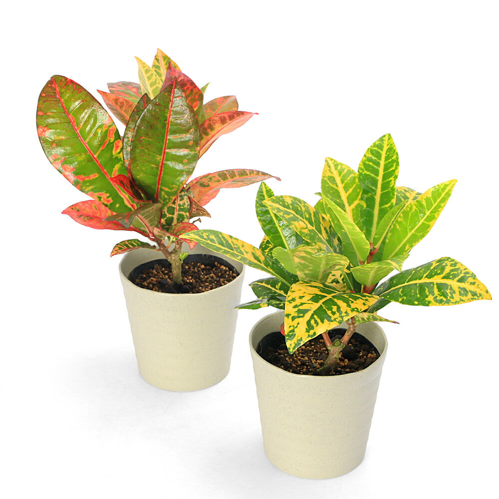 楽天市場】観葉植物 クロトン（観葉植物｜花・観葉植物）：花