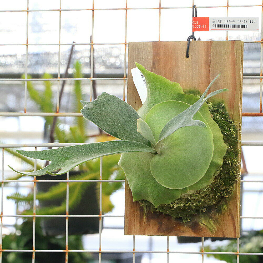 楽天市場】ビカクシダ ウィリンキー（花・観葉植物｜花・ガーデン・DIY
