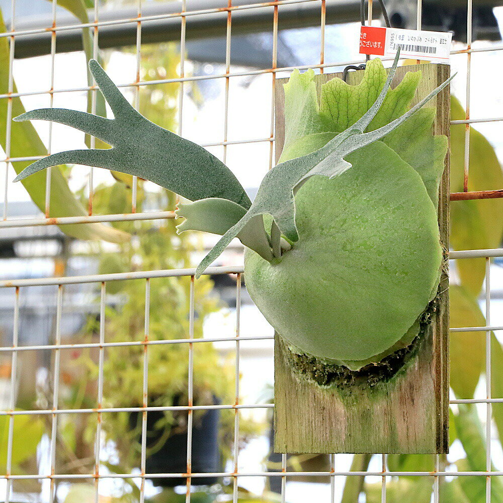 Flower Pots - （観葉植物）一点物　ビカクシダ　ウィリンキー　リトルラナ　板付け（1株）　関東当日便