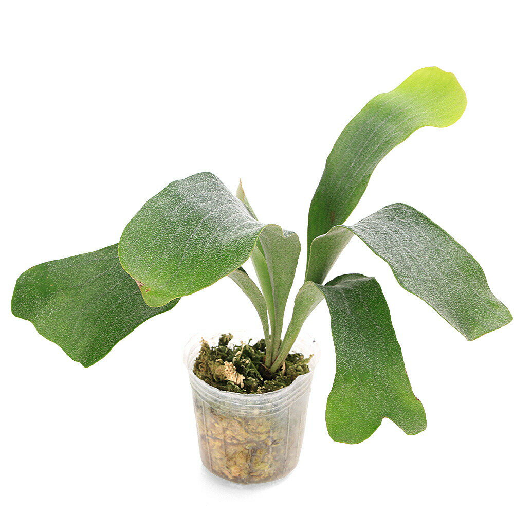 植木 楽天市場】ジードラゴン ピタカゲの通販