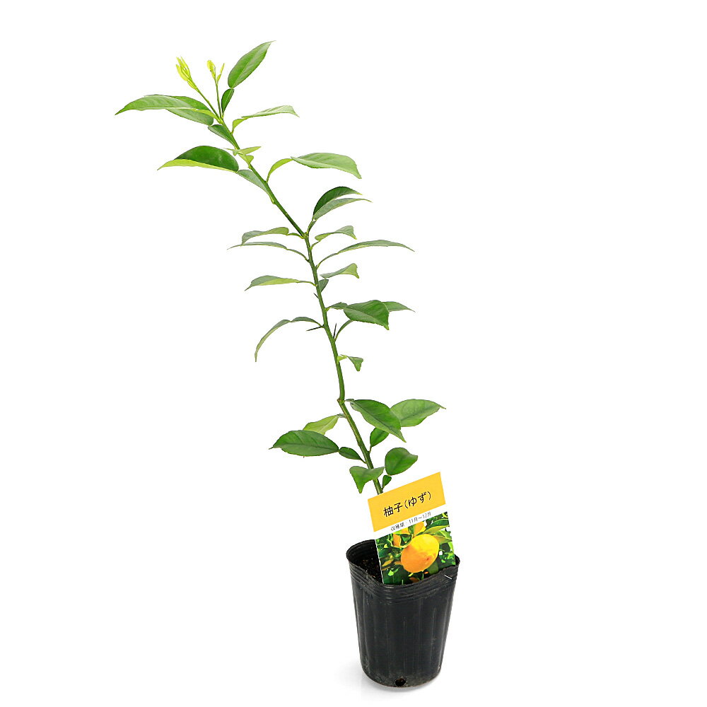 （観葉植物）果樹苗　ゆず　3号（1ポット）　家庭菜園　果物　フルーツ