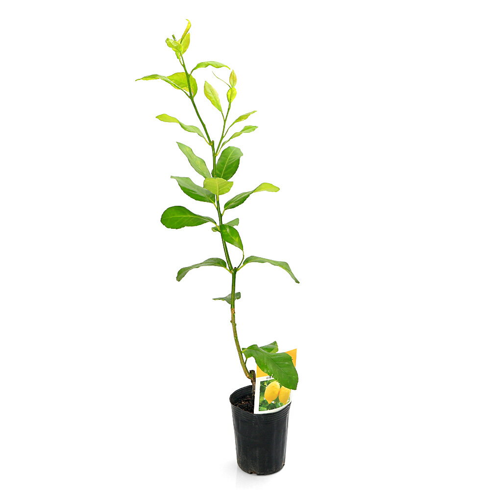 （観葉植物）果樹苗　レモン　リスボン　3号（1ポット）　家庭菜園　果物　フルーツ