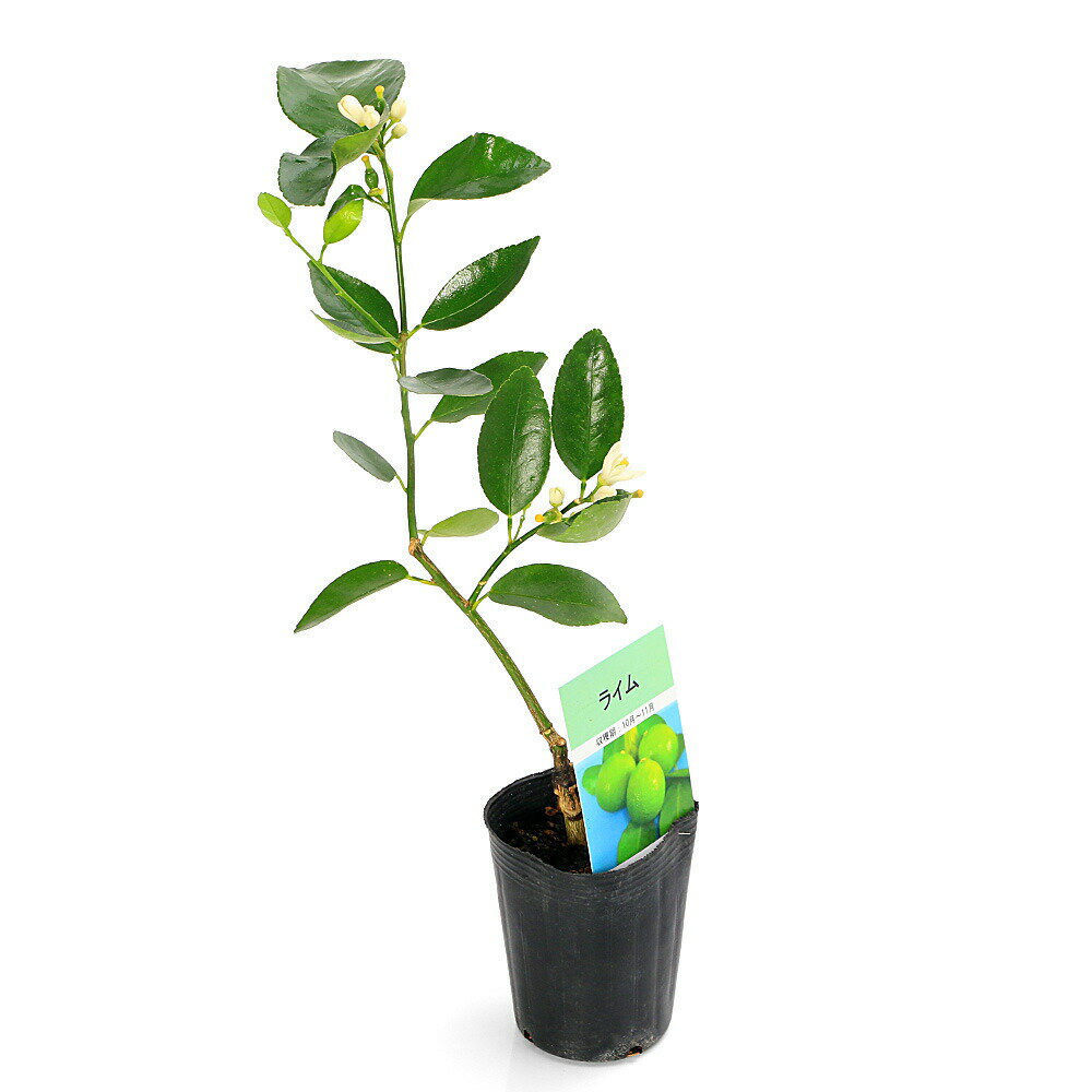 （観葉植物）果樹苗　ライム　3号（1ポット）　家庭菜園　果物　フルーツ