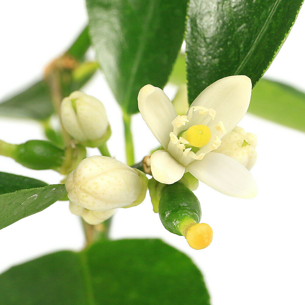 （観葉植物）果樹苗　ライム　3号（1ポット）　家庭菜園　果物　フルーツ