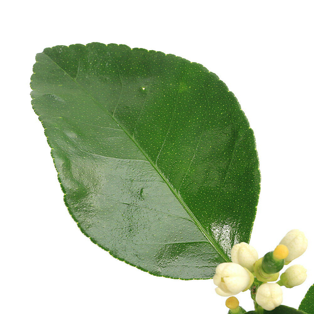 （観葉植物）果樹苗　ライム　3号（1ポット）　家庭菜園　果物　フルーツ