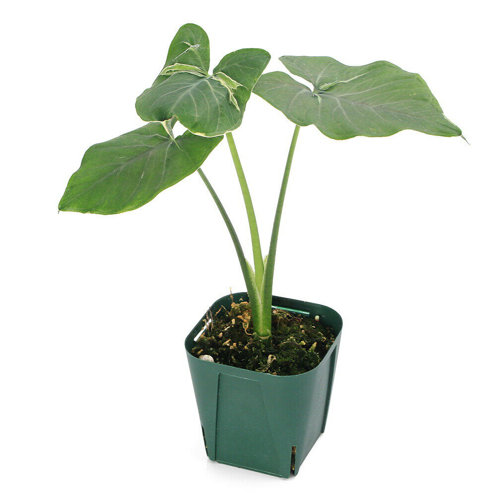 乐天商城 - （観葉植物）アロカシア　キサントソーマ　3号（1鉢）