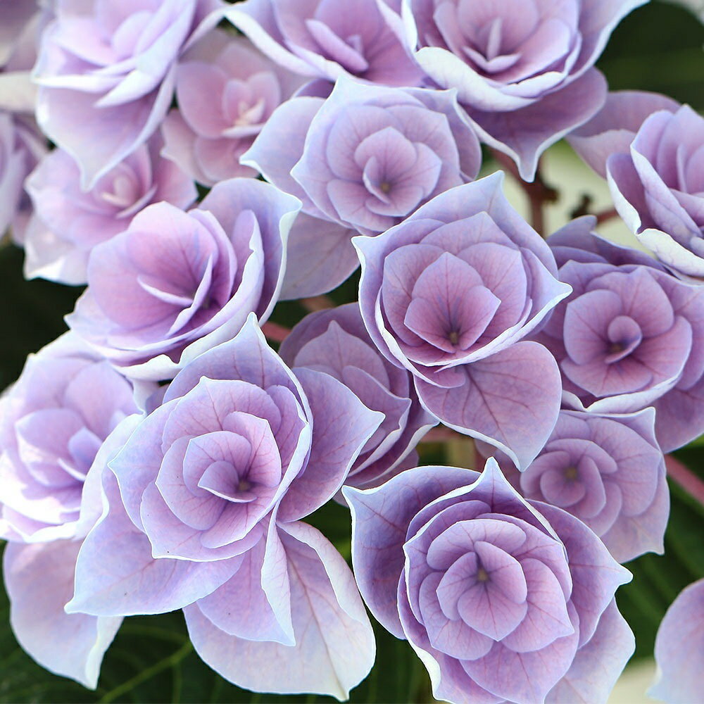 楽天市場】紫陽花 パリの通販