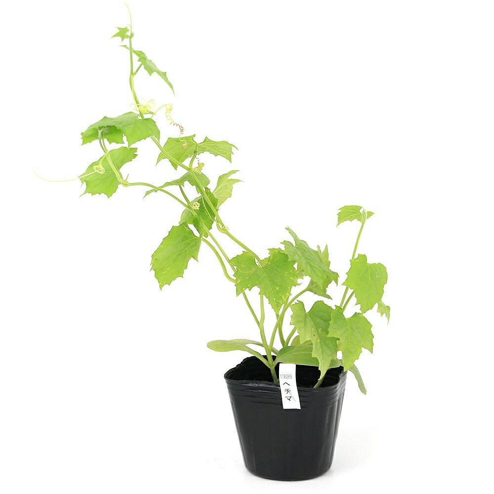 （観葉植物）緑のカーテン　野菜苗　ヘチマ　3号（5ポット）　家庭菜園