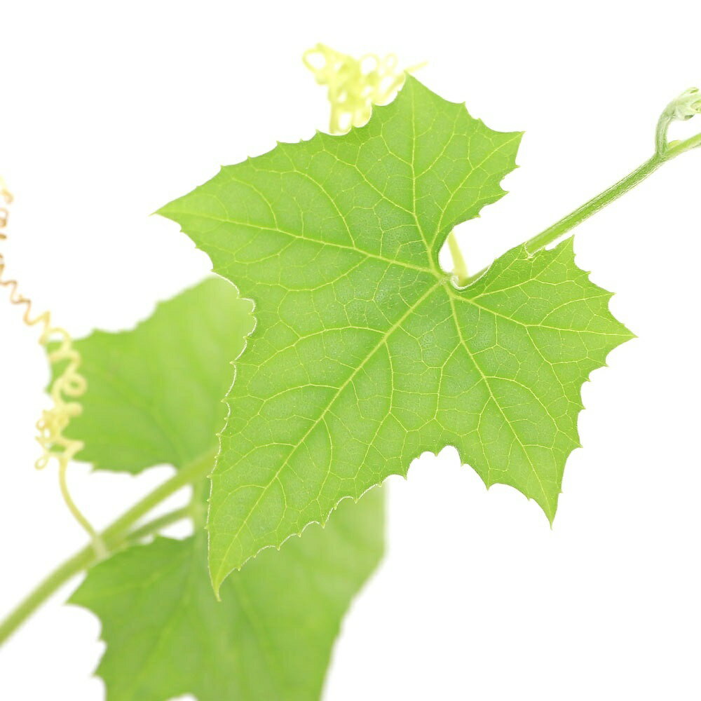 （観葉植物）緑のカーテン　野菜苗　ヘチマ　3号（5ポット）　家庭菜園
