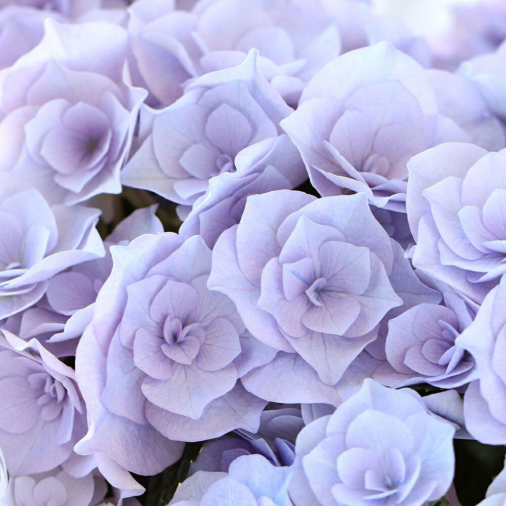 楽天市場】アジサイ レイ（鉢花｜花・観葉植物）：花・ガーデン・DIYの通販