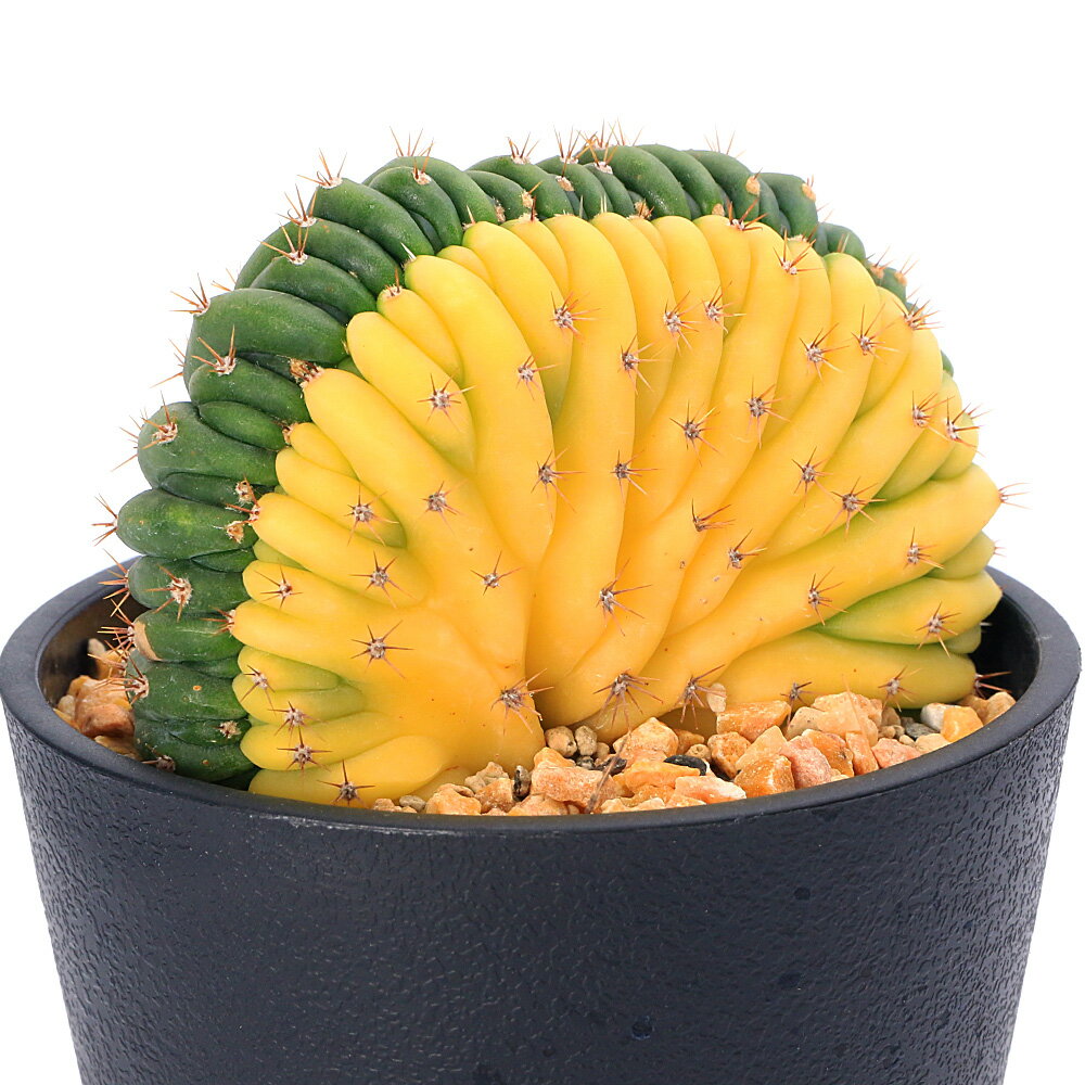 樂天商城 - （多肉植物）エキノプシス　パチャノイ　綴化　斑入り　3．5号（1鉢）