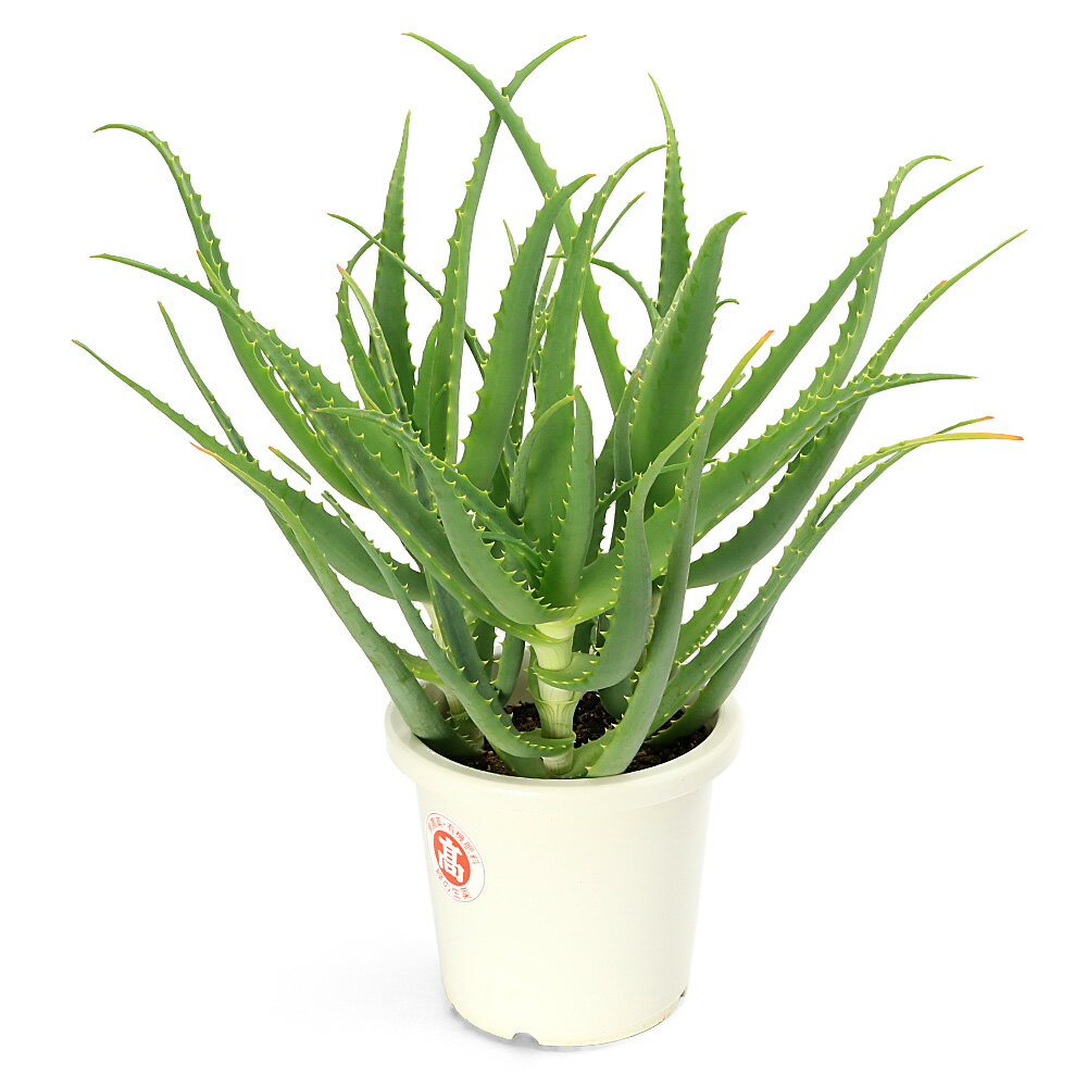 （多肉植物）アロエ　キダチアロエ　7号（1鉢）