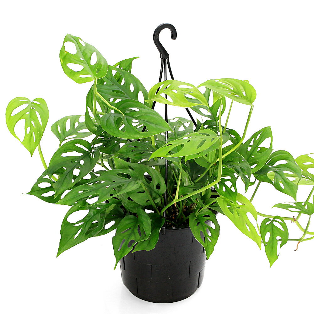 （観葉植物）モンステラ オブリクア エクスピラータ 吊り鉢 5号（1鉢）