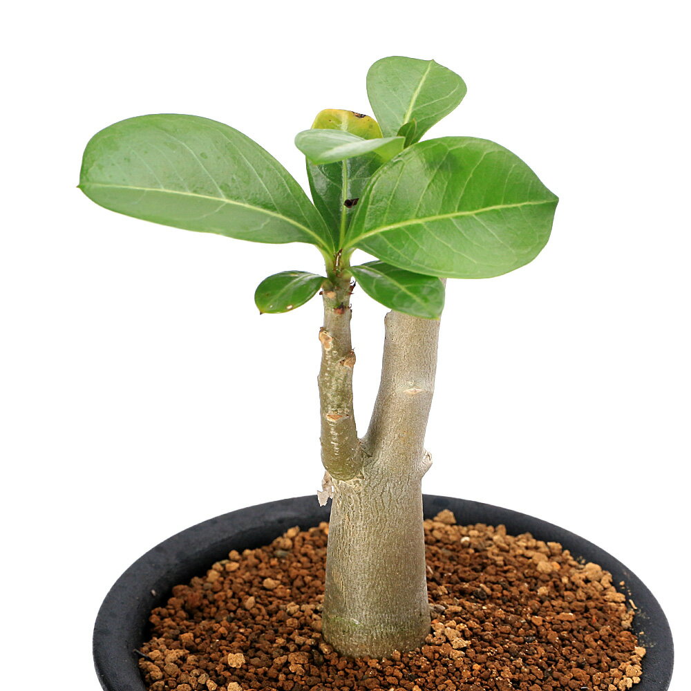 楽天市場】アデニウム 砂漠 の 薔薇の通販