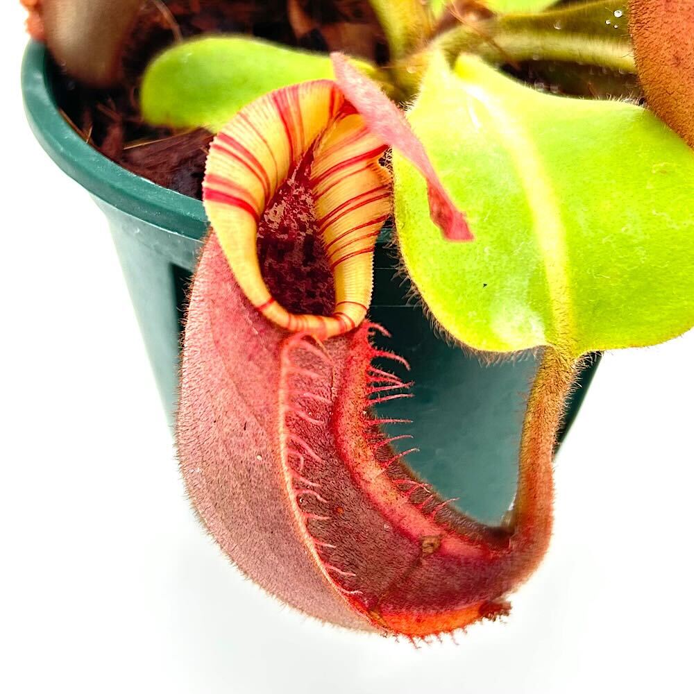 （食虫植物）一点物　ウツボカズラ　ネペンテス　ビーチ・バレオ×ビーチ・バリオ　y’s　3号（1鉢）