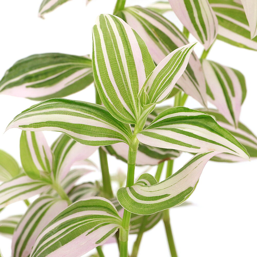 楽天市場】トラディスカンティア（観葉植物｜花・観葉植物）：花