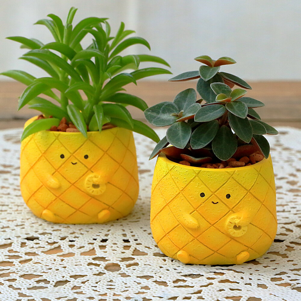 楽天市場】花パイン サンゴパイン パイナップル 観葉植物の通販