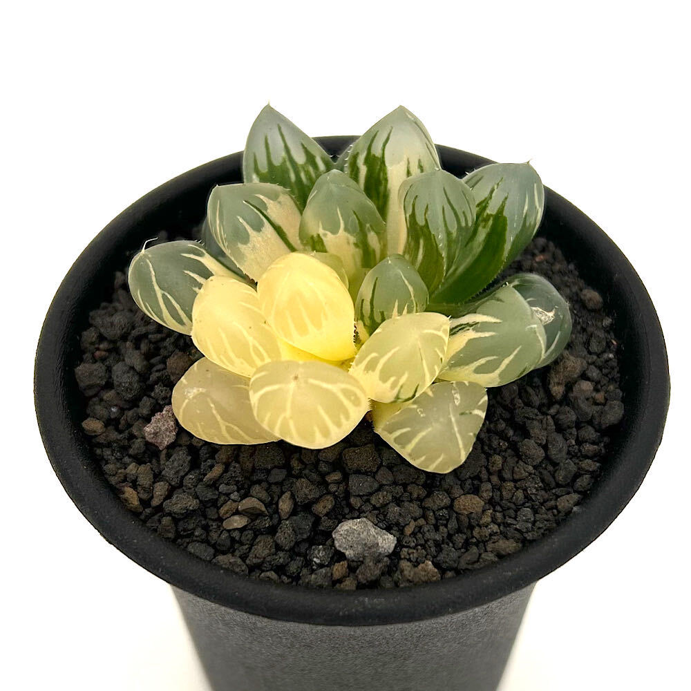 （多肉植物）一点物 ハオルチア オブツーサ錦 水中月 2．5号（1鉢）