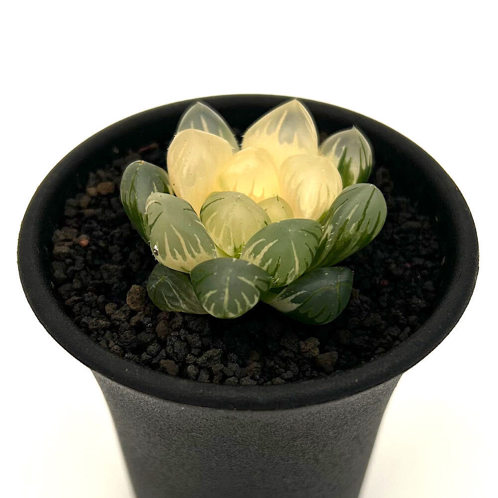 （多肉植物）一点物 ハオルチア オブツーサ錦 水中月 2．5号（1鉢）