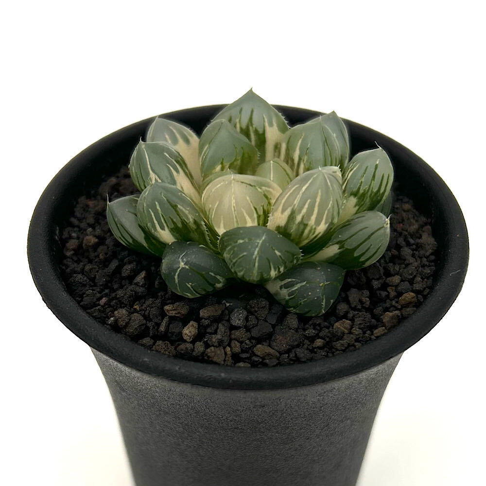 （多肉植物）一点物 ハオルチア オブツーサ錦 水中月 2．5号（1鉢）