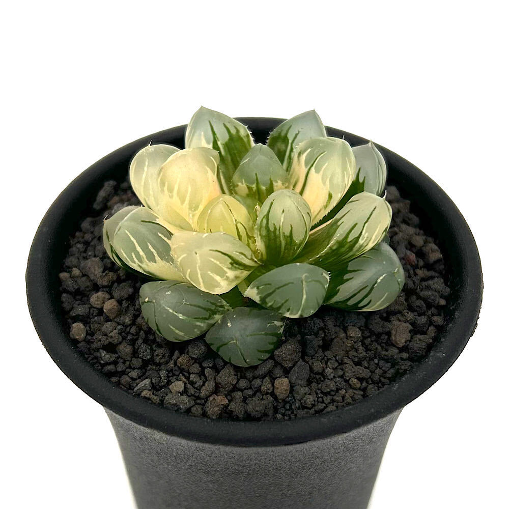（多肉植物）一点物 ハオルチア オブツーサ錦 水中月 2．5号（1鉢）