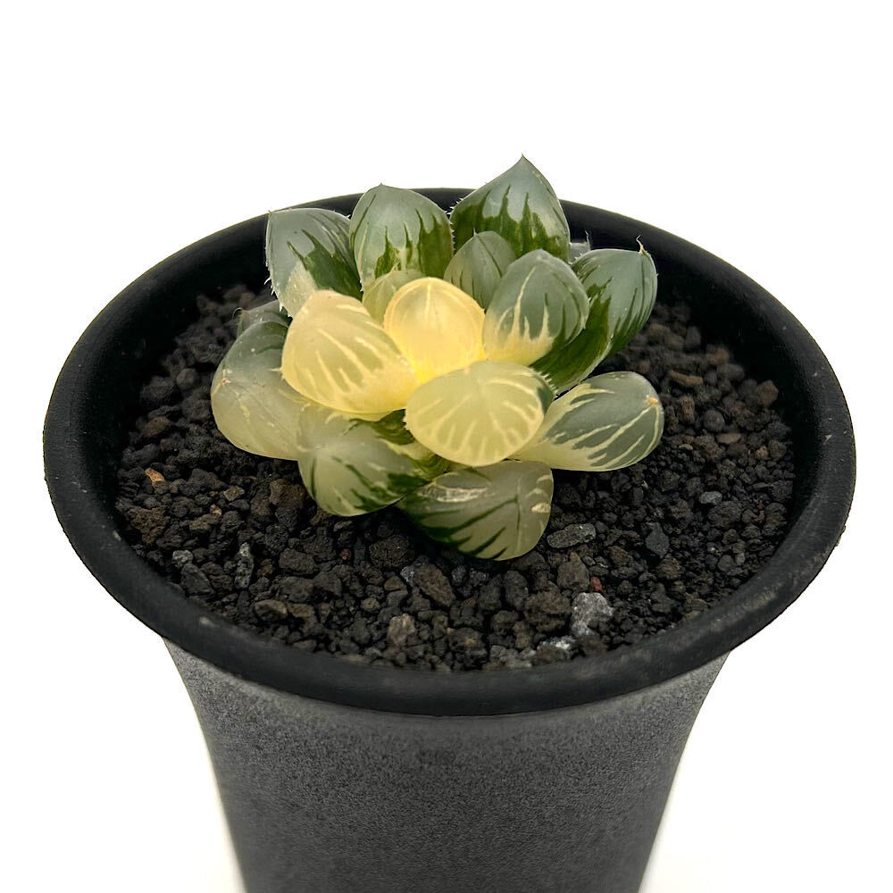 （多肉植物）一点物 ハオルチア オブツーサ錦 水中月 2．5号（1鉢）