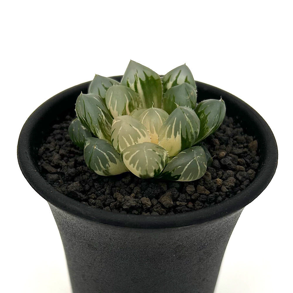 （多肉植物）一点物 ハオルチア オブツーサ錦 水中月 2．5号（1鉢）