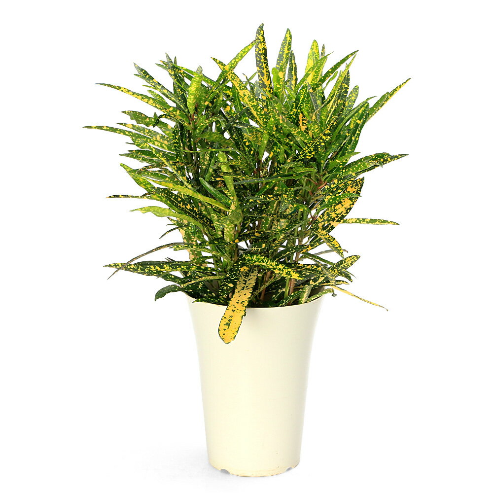 楽天市場】クロトン（観葉植物｜花・観葉植物）：花・ガーデン・DIYの通販
