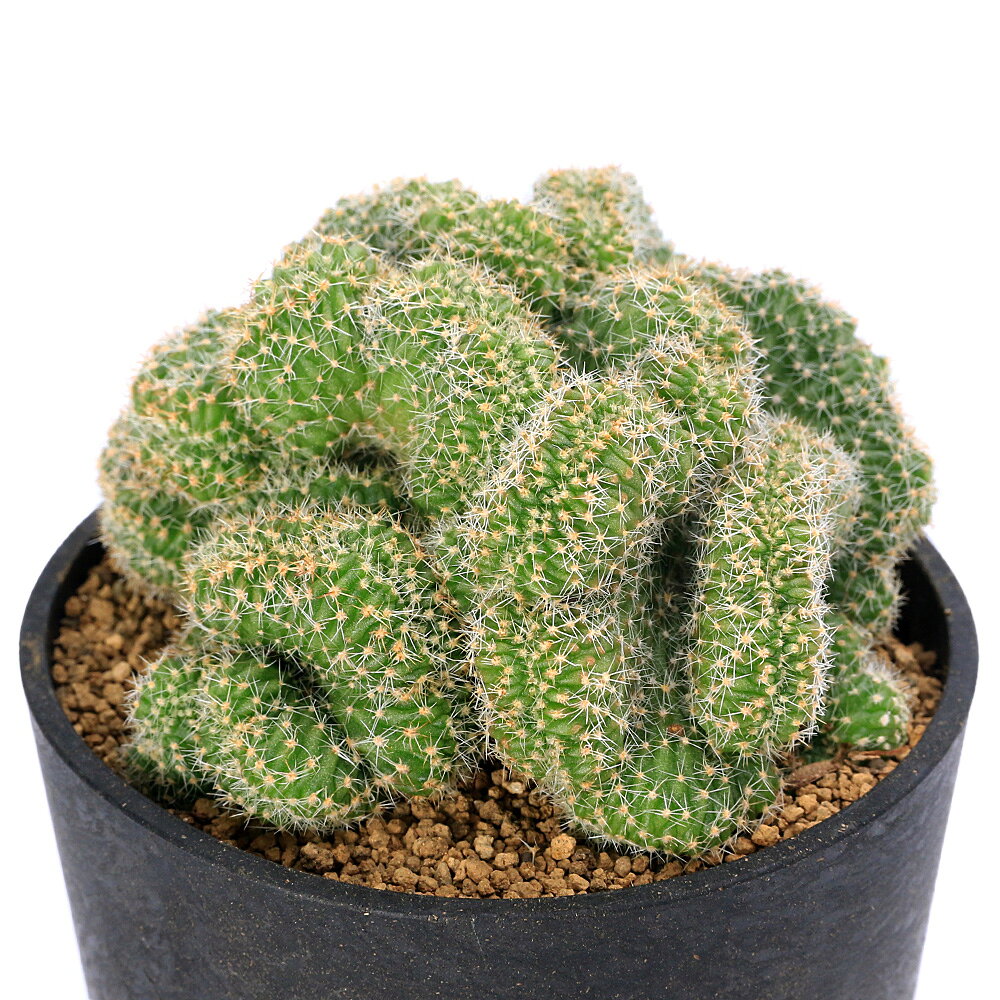 【綴化.实生】 多肉植物　花サボテン 楽天市場】綴化（花・観葉植物｜花・ガーデン・DIY）の通販