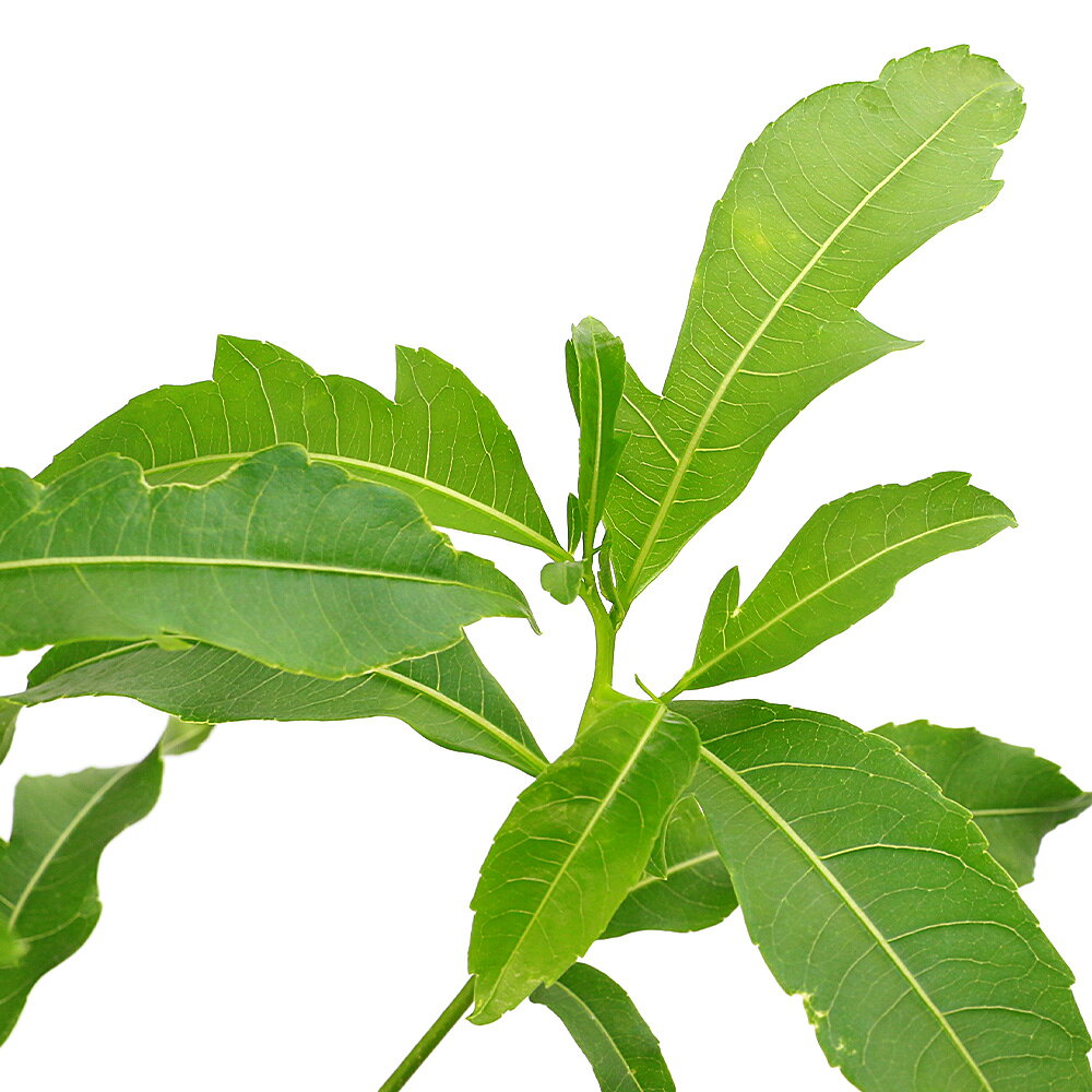 楽天市場】バオバブの木（観葉植物｜花・観葉植物）：花・ガーデン