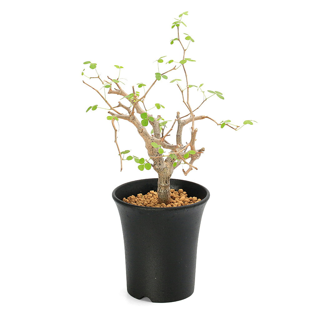 （多肉植物）一点物　コミフォラ　シヌアータ　3．5号（1鉢）
