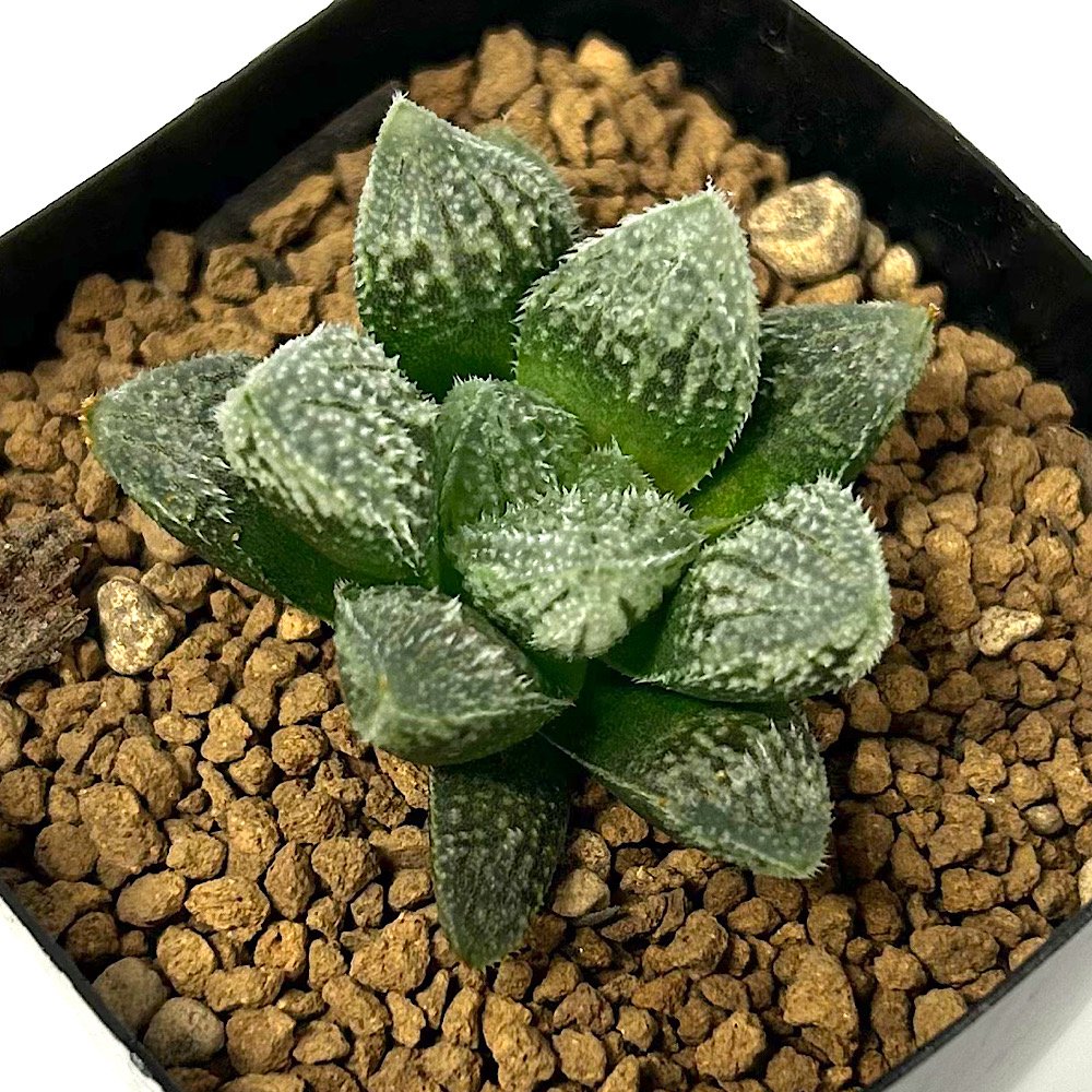 多肉植物 ハオルチア 皇帝錦 極上株 ≧∇≦）多肉植物 ハオルチア 皇帝錦 選抜株 ハオルチア 多肉植物 皇帝
