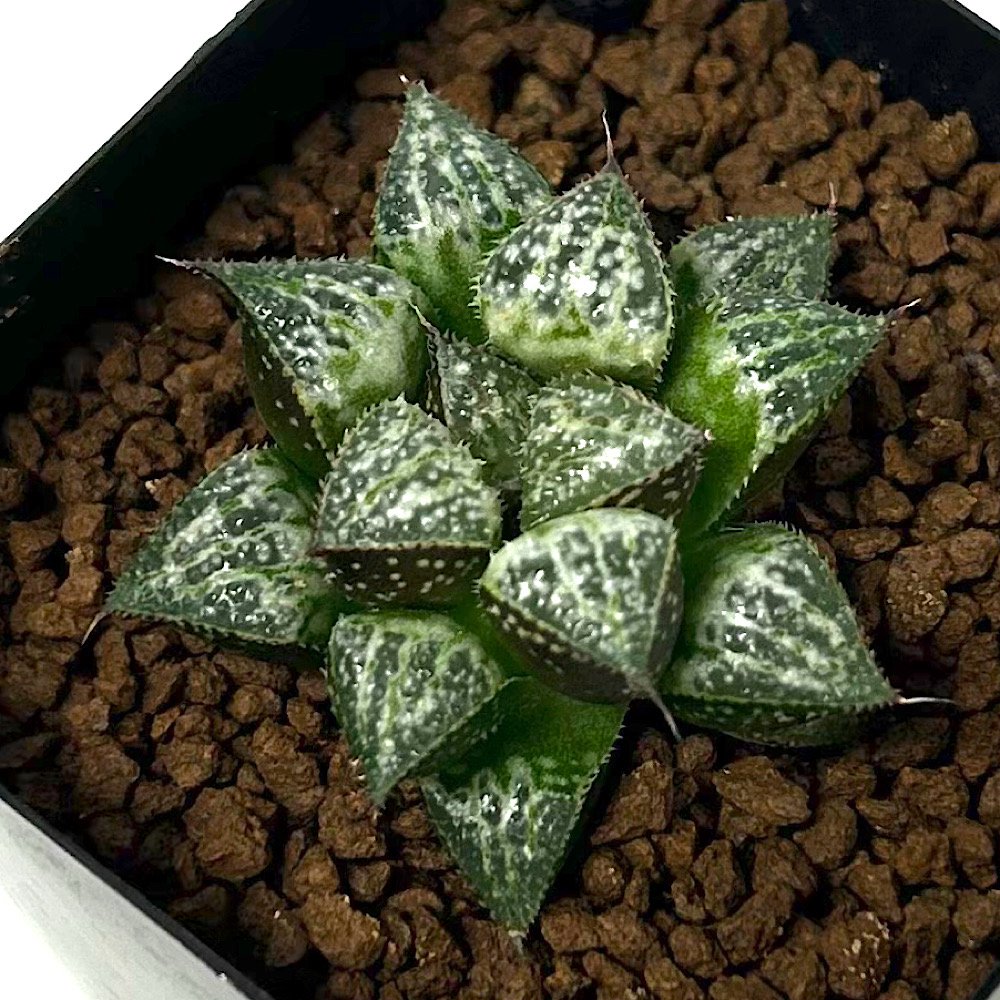 楽天市場】多肉植物 ハオルチア 氷の通販