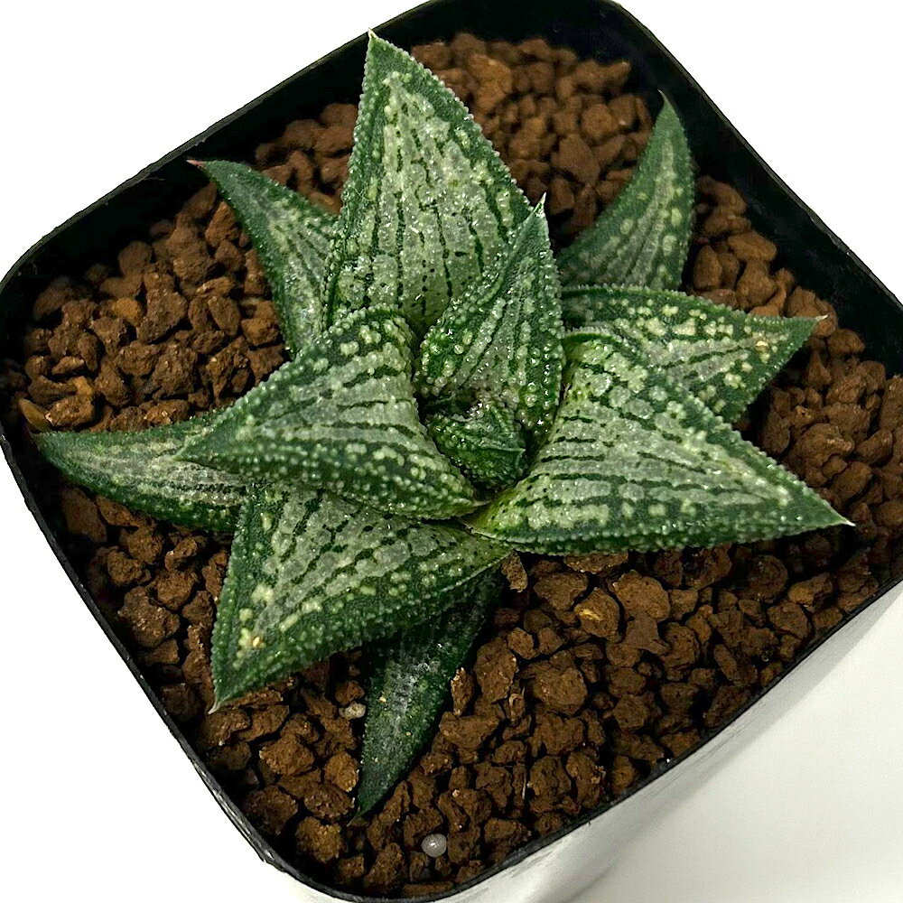 楽天市場】多肉植物 ハオルチア 錦の通販