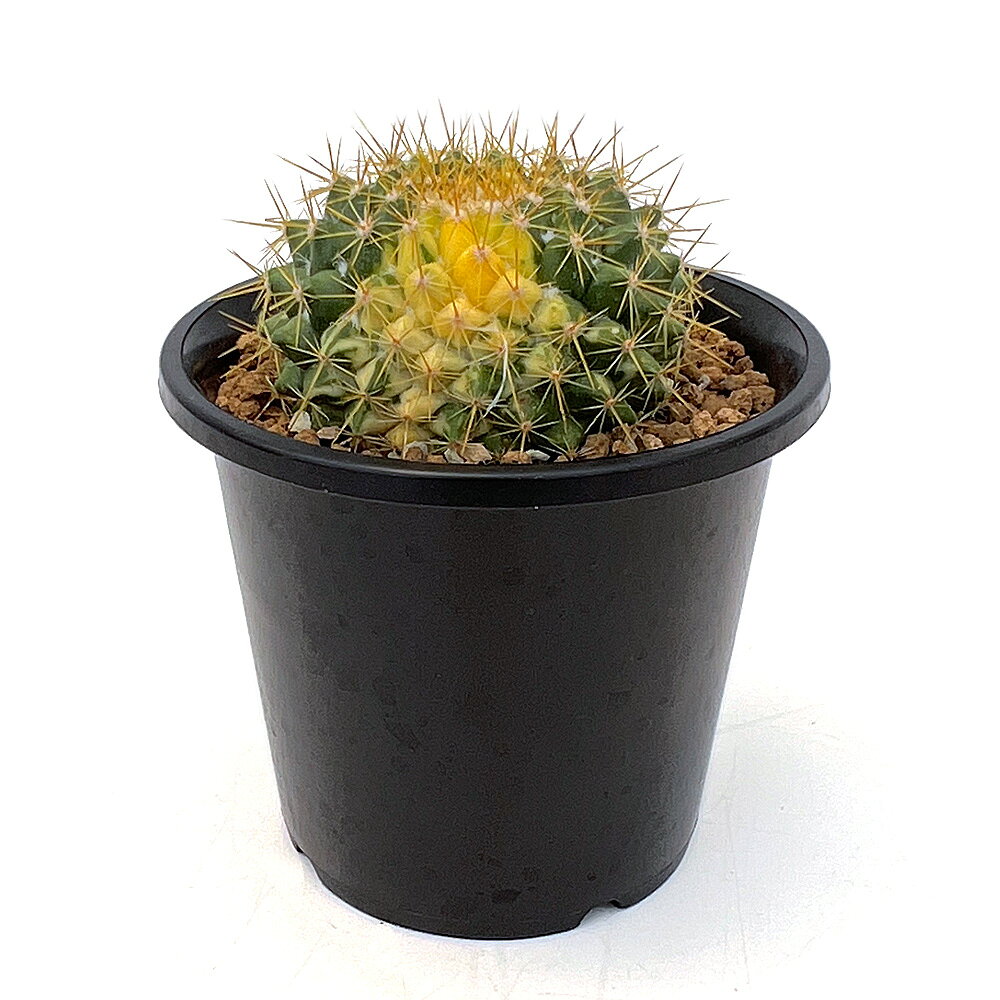 サボテン 錦丸 鉢植え 10年もの 盆栽 楽天市場】サボテン 錦丸の通販