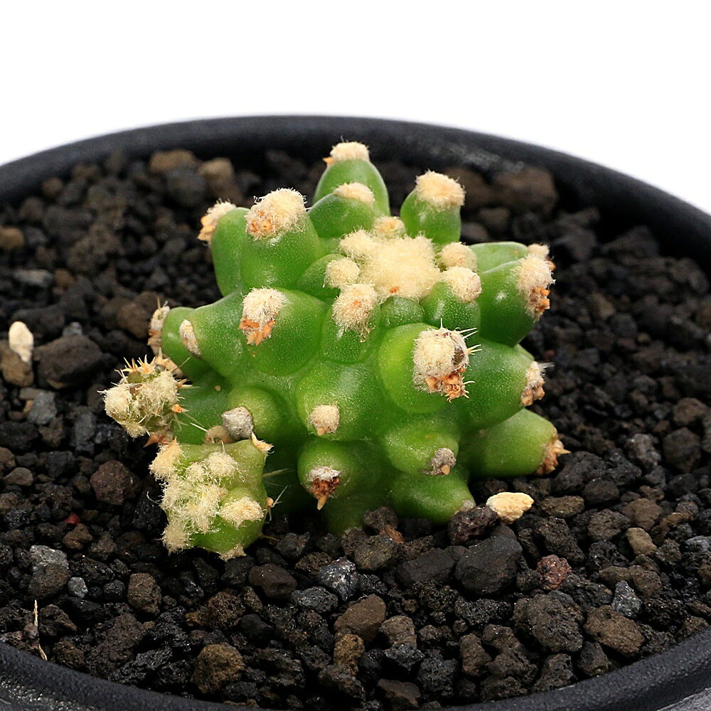 楽天市場】Echinocactusの通販