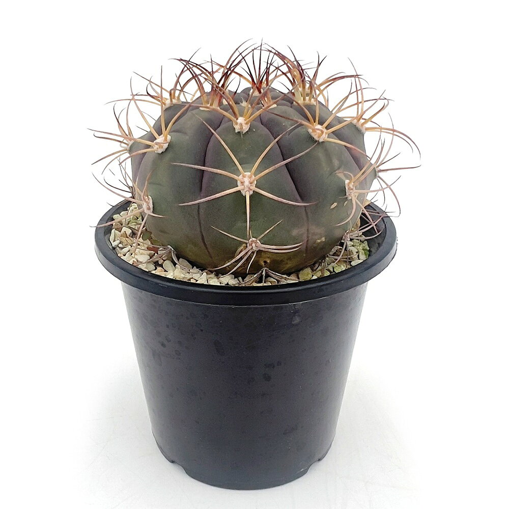 サボテン 錦丸 鉢植え 10年もの 盆栽 サボテン 錦丸 鉢植え 10年もの 盆栽 観葉植物の販売・ギフトなら