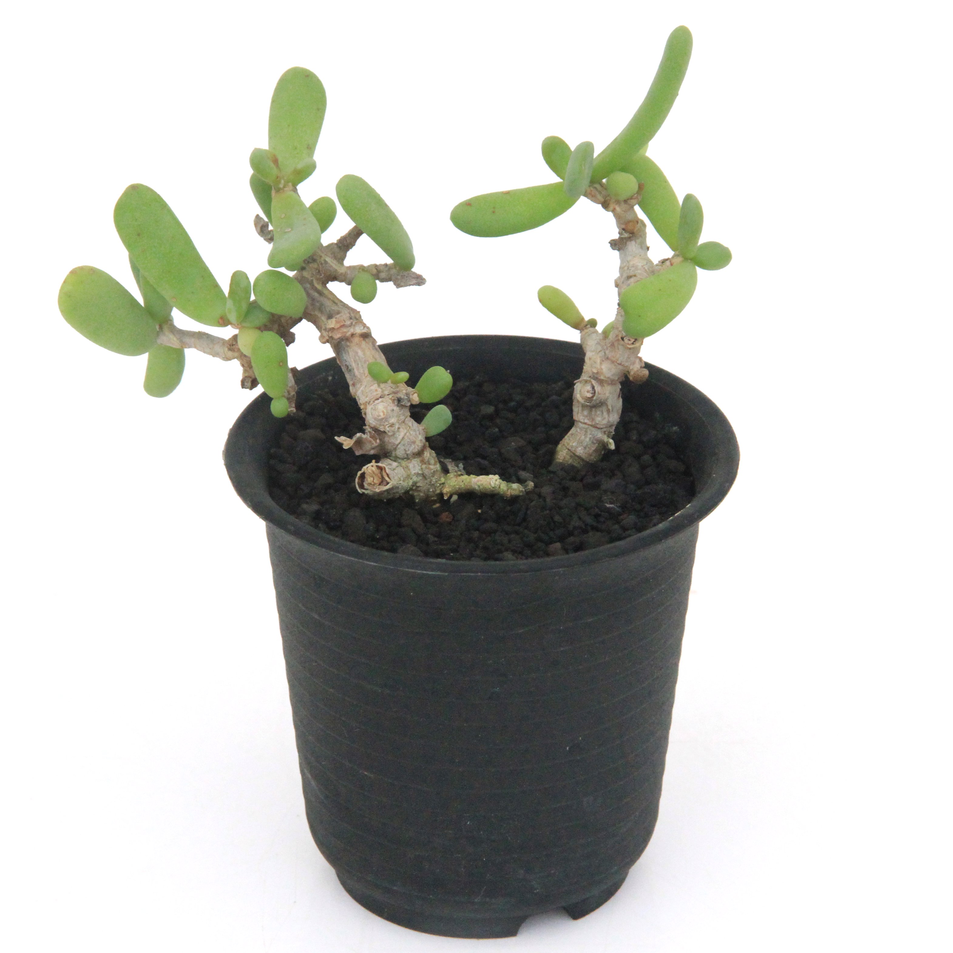 （観葉植物）一点物　ケラリア　ピグマエア　オス株　挿し木　2．5号（1鉢）（379435）