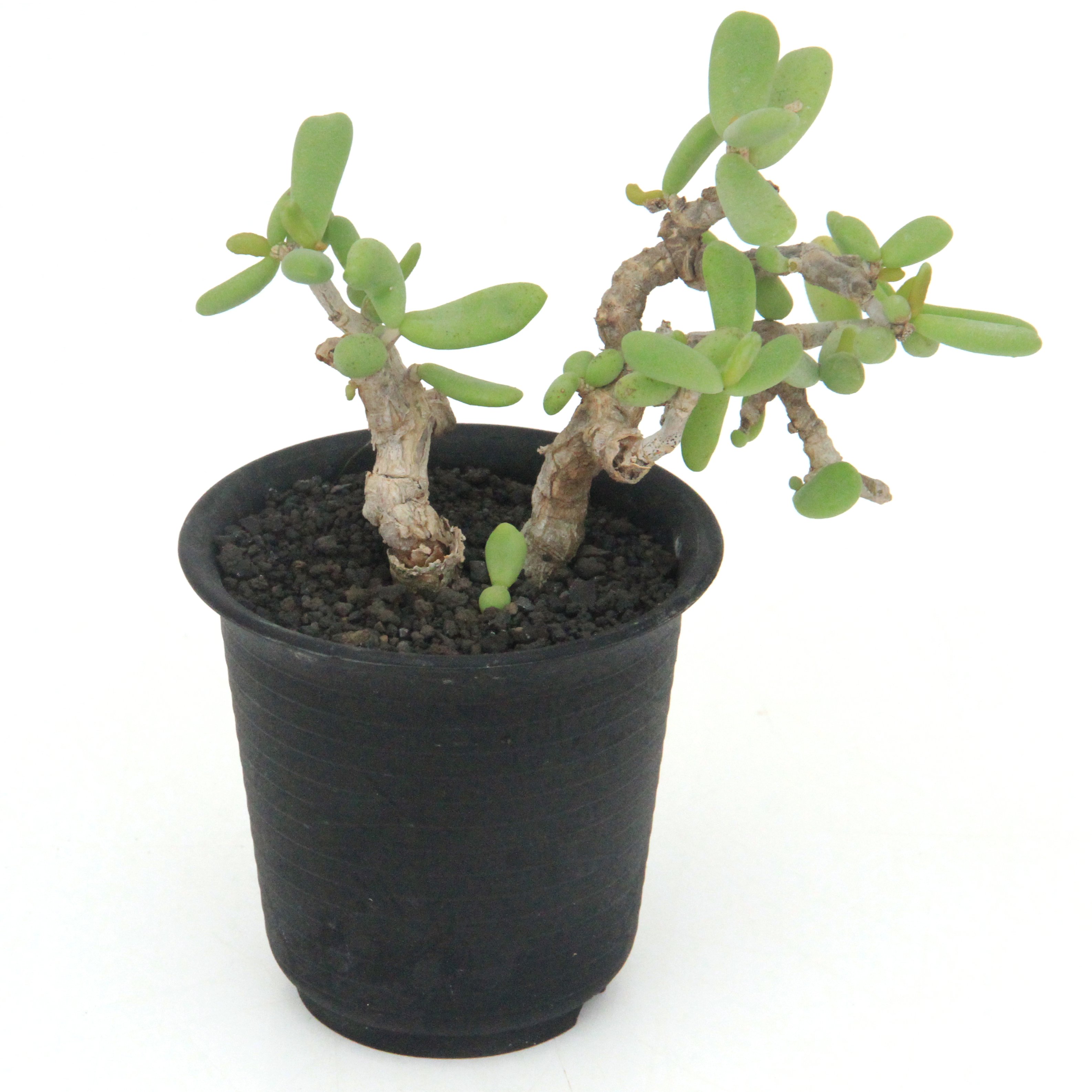 （観葉植物）一点物　ケラリア　ピグマエア　オス株　挿し木　2．5号（1鉢）（379435）