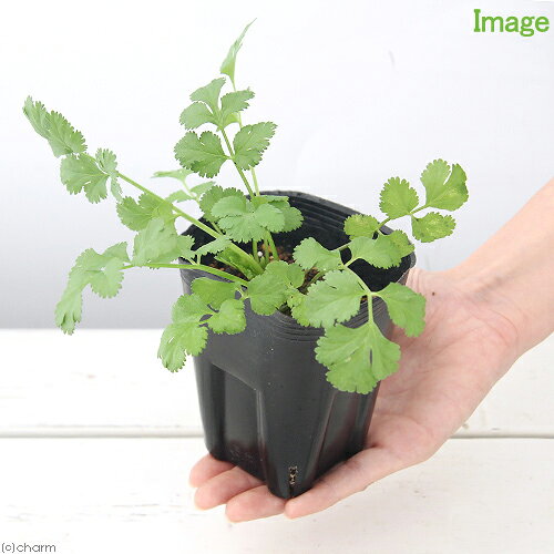 （観葉植物）ハーブ苗　パクチー（コリアンダー）　3〜3．5号（3ポット）　家庭菜園　料理