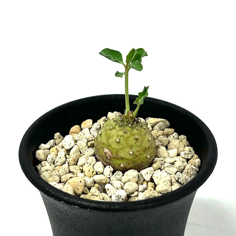 楽天市場】希少 サボテン（種類（植物）ユーフォルビア）の通販