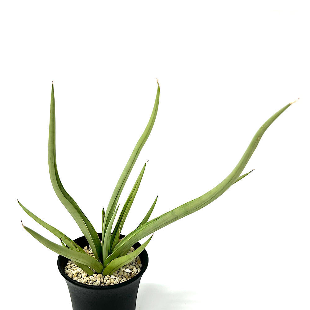 楽天市場】ドラゴン（種類（植物）サンスベリア）（観葉植物｜花・観葉
